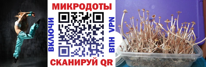 Псилоцибиновые грибы Psilocybine cubensis  Ковдор 